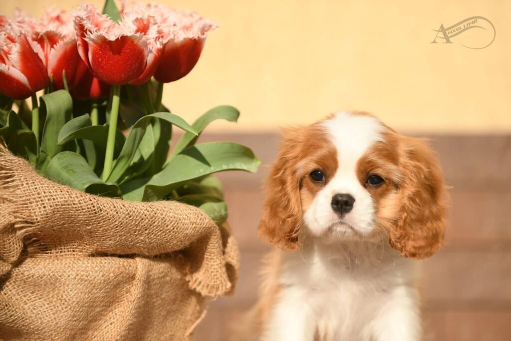 503593638_4070076623281440_8828132449480015258_n