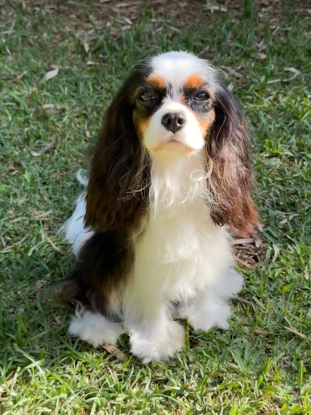 531806874_24605174989100796_1854104598241133613_n